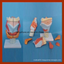 Medical Human Anatomical Larynx Model (7 PCS)